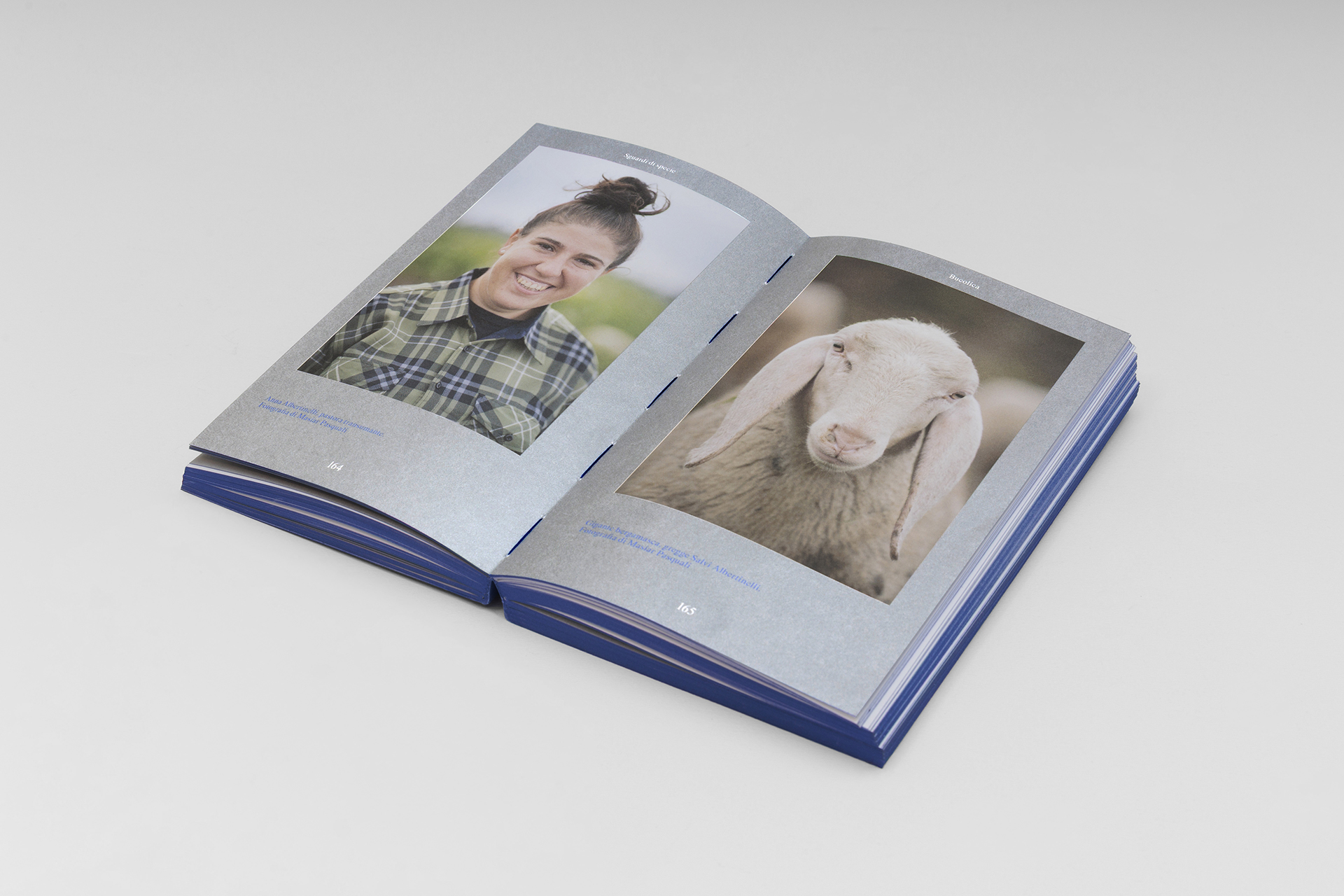 Sguardi di specie - Umani e pecore